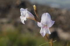 Gladiolus hirsutus