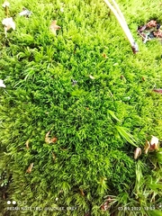 Dicranum montanum