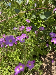 Oxalis