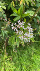 Valeriana officinalis