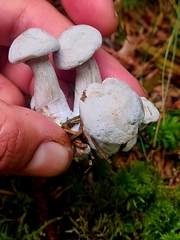 Clitocybe nebularis nebularis