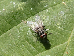 Anthomyia