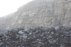 Papio ursinus ursinus