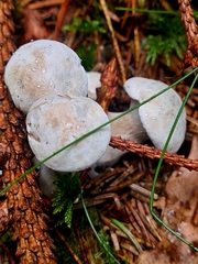 Clitocybe nebularis nebularis