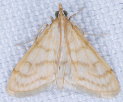 Paracorsia repandalis