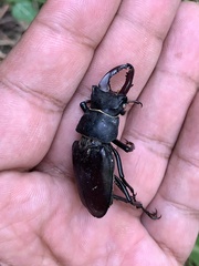 Lucanus cervus