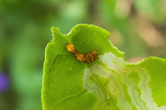 Heraclides cresphontes