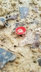 Sarcoscypha occidentalis