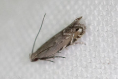 Battaristis nigratomella