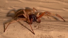 Trachelas tranquillus