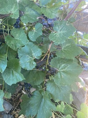 Vitis arizonica