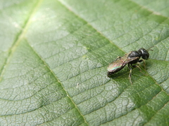Crabroninae