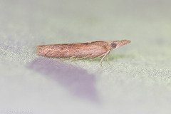 Macrorrhinia endonephele