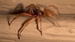 Trachelas tranquillus