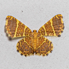 Hastina pluristrigata