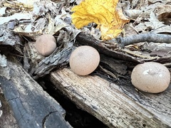 Lycoperdon echinatum