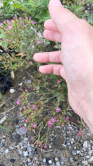 Centaurium pulchellum