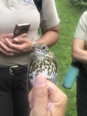 Hylocichla mustelina