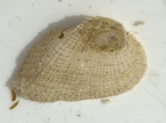 Arcidae