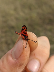 Zygaena fausta