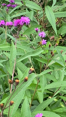 Vernonia noveboracensis