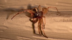 Trachelas tranquillus