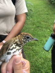 Hylocichla mustelina