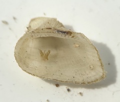 Arcidae