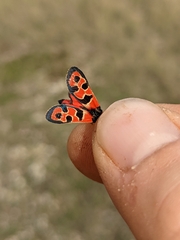 Zygaena fausta