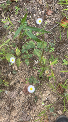 Erigeron modestus