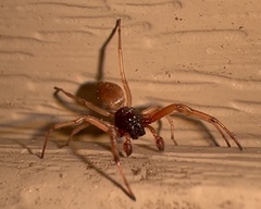 Trachelas tranquillus