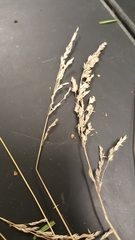Poa trivialis