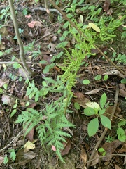 Sceptridium dissectum