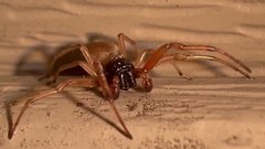 Trachelas tranquillus