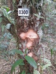 Chrysophyllum marginatum