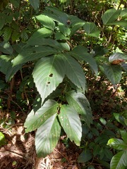Leea philippinensis