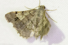 Frederickia nigricomma