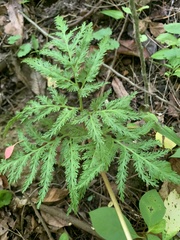 Sceptridium dissectum