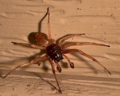 Trachelas tranquillus