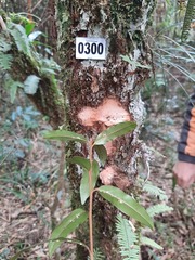 Chrysophyllum marginatum