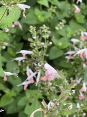 Ocyptamus fuscipennis