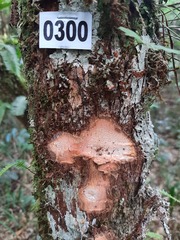 Chrysophyllum marginatum