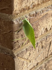 Microcentrum rhombifolium