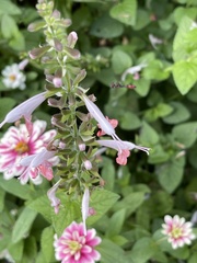 Ocyptamus fuscipennis