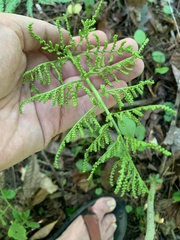 Sceptridium dissectum