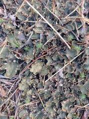 Peltigera