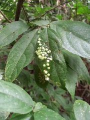 Agalychnis callidryas