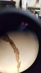 Poa trivialis