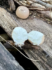 Lycoperdon echinatum
