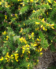 Ulex